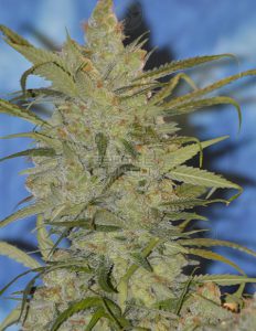 Lemon Jeffrey (Feminized) - Irie Genetics