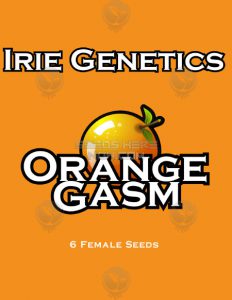 Orange Gasm (Feminized) - Irie Genetics