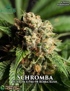 Schromba (Feminized) (space) Katsu Seeds