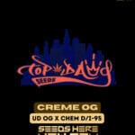 Creme OG (Regular) - Top Dawg Seeds
