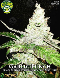 Seattle Chronic Seeds - Garlic Punch RETIRED {REG} [12pk]USA-seed-banks