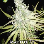 Mactite F2 (Regular) - Seattle Chronic Seeds
