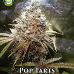 Pop Tarts (Regular) - Seattle Chronic Seeds