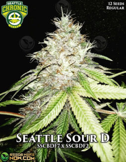 Seattle Chronic Seeds - Seattle Sour D {REG} [12pk]Usa-seed-banks
