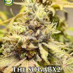 The SOGA BX2 (Regular) - Seattle Chronic Seeds
