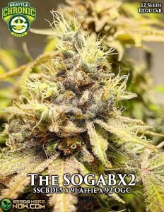 The SOGA BX2 (Regular) (space) Seattle Chronic Seeds