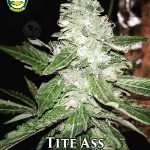 Tite Ass (Regular) - Seattle Chronic Seeds