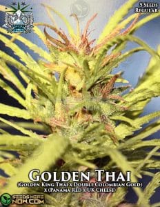 Golden thai (regular) - snow high seeds