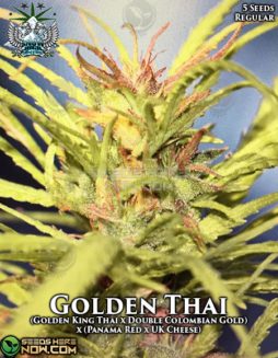 Snow High Seeds - Golden Thai {REG} [5pk]Golden Thai strain seeds