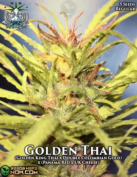 Golden Thai Strain Seeds