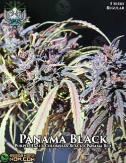 Snow High Seeds - Panama Black {REG} [5pk]snow-high-panama-black