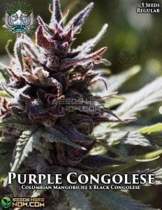 Purple congolese (regular) - snow high seeds