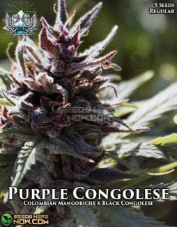 Snow High Seeds - Purple Congolese {REG} [5pk]snow-high-purple-congolese