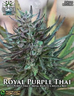 Snow High Seeds - Royal Purple Thai {REG} [5pk]snow-high-royal-purple-thai