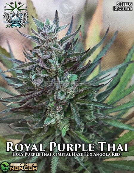 Snow-High-Royal-Purple-Thai