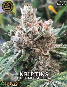 Kriptiks (regular) - swamp boys seeds