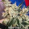 Kriptiks (regular) - swamp boys seeds
