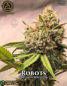 Robots (regular) - swamp boys seeds