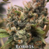 Robots (regular) - swamp boys seeds