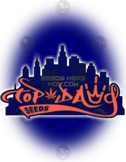 Top Dawg Seeds - Chem of the Crop {REG} [11pk]top dawg seeds