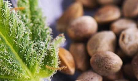 The-Best-Cannabis-Seeds