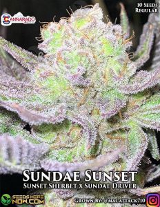 Sundae Sunset (Regular) (space) Cannarado Genetics