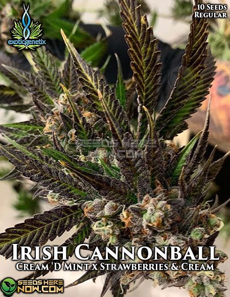 Exotic-Genetix-Irish-Cannonball