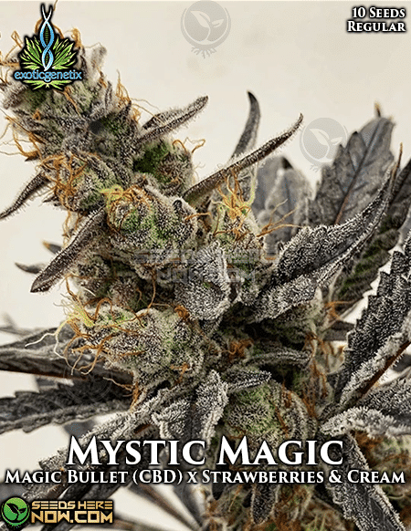 Exotic-Genetix-Mystic-Magic