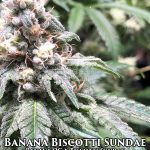 Banana Biscotti Sundae (Regular) - Cannarado Genetics