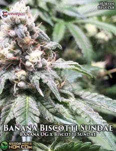 Banana Biscotti Sundae (Regular) (space) Cannarado Genetics