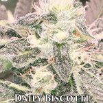 Daily Biscotti (Regular) - Cannarado Genetics