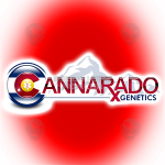 Entourage (Feminized) - Cannarado Genetics