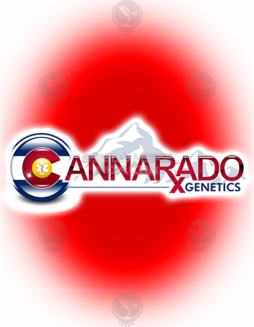 Cannarado Genetics - Macintosh Meds {FEM} [6pk]Grape Freezer marijuana seeds