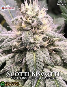 Scotti Biscotti (Regular) - Cannarado Genetics