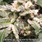Tropical Biscotti Sundae (Regular) - Cannarado Genetics