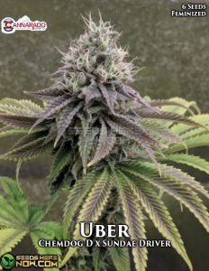 Uber (Regular) - Cannarado Genetics