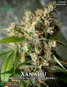 Xanadu (Feminized) - Katsu Seeds
