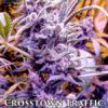 Crosstown Traffic (Regular) (space) Omuerta Genetix