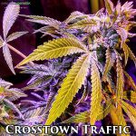Crosstown Traffic (Regular) - Omuerta Genetix
