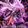 Crosstown Traffic (Regular) (space) Omuerta Genetix