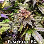 Ermagerd BX (Regular) - Omuerta Genetix