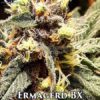 Ermagerd BX (Regular) (space) Omuerta Genetix