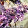 Ermagerd BX (Regular) (space) Omuerta Genetix