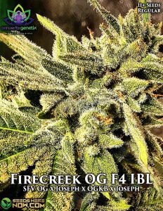 Firecreek og f4 ibl (regular) - omuerta genetix
