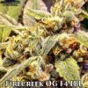 Firecreek og f4 ibl (regular) - omuerta genetix