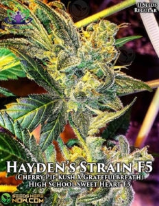 Hayden's strain f5 (regular) - omuerta genetix