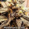 Herijuana f4 ibl (regular) - omuerta genetix