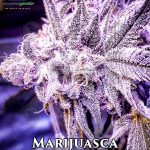 Marijuasca (Regular) - Omuerta Genetix