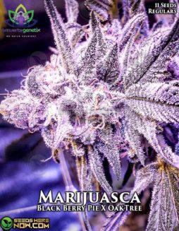 Omuerta Genetix - Marijuasca {REG} [11pk]Marijuana_seed_banks