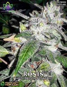 Ronin (regular) - omuerta genetix
